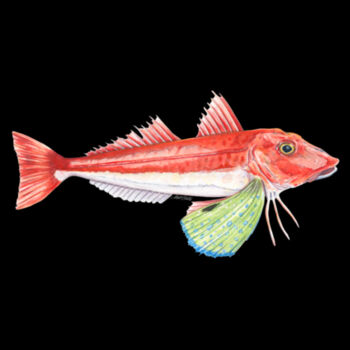 Red Gurnard Mens Staple Tee Design