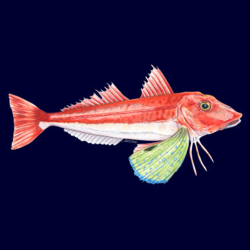 Red Gurnard Women's Supply Hoodie Design