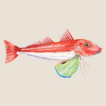 Red Gurnard Womens Mali Tee Design