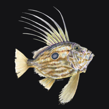 John Dory Mens Supply Hoodie Design