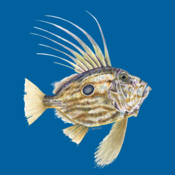 John Dory Kids Classic Tee Design