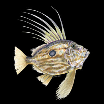John Dory Womens Supply Hoodie Design