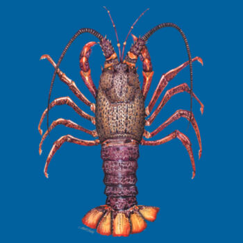 Crayfish Kids Basic Tee Design
