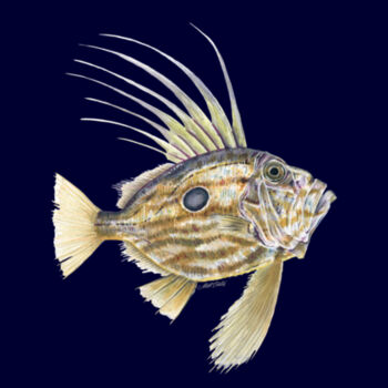John Dory Kids Supply Hoodie Design