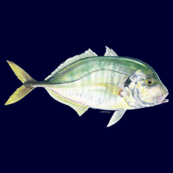 Trevally Kids Supply Hoodie Design