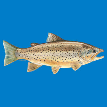Brown Trout Mens Staple Tee Design