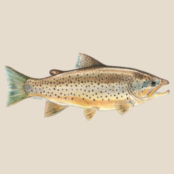 Brown Trout Womens Mali Tee Design