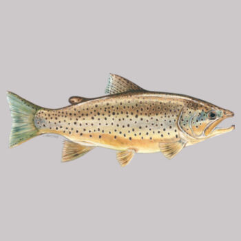 Brown Trout Women's Supply Hoodie Design