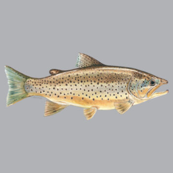 Brown Trout Kids Supply Hoodie Design