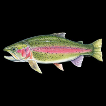 Rainbow Trout Mens Staple Tee Design