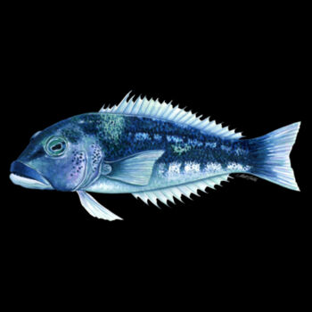 Blue Cod Womens Mali Tee Design