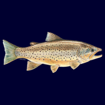 Brown Trout Womens Maple Curve Long Sleeve Tee Design