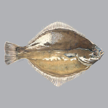 Sand Flounder Mens Staple Tee Design