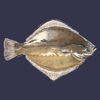 Sand Flounder Mens Supply Hoodie Design