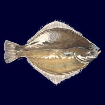 Sand Flounder Women's Supply Hoodie Design