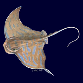 Eagle Ray Mens Staple Tee Design