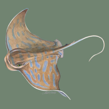 Eagle Ray Womens Mali Tee Design