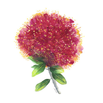 Pohutukawa in bloom Teatowel Design