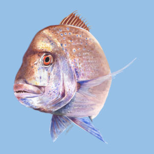 Old Bronzy Mens Staple Tee Design