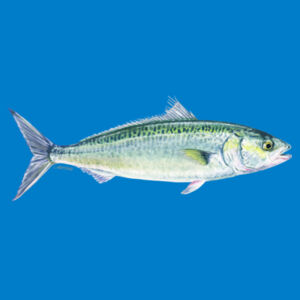 Kahawai Mens Staple Tee Design