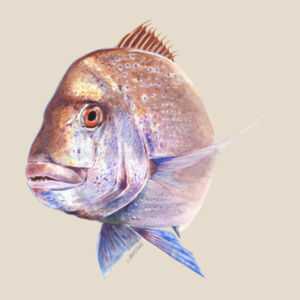 Old Bronzy Women's Maple Tee Design