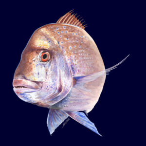 Old Bronzy Mens Supply Hoodie Design