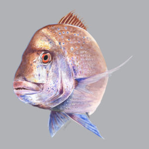 Old Bronzy Women's Supply Hoodie Design