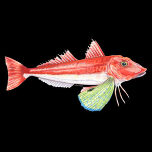 Red Gurnard Mens Supply Hoodie Design