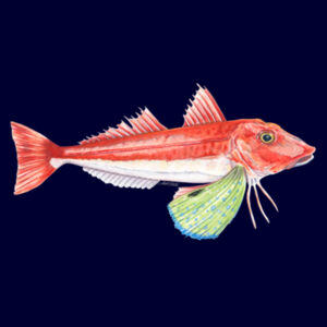 Red Gurnard Women's Supply Hoodie Design