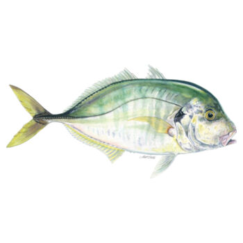 Trevally Womens Maple Tee Design