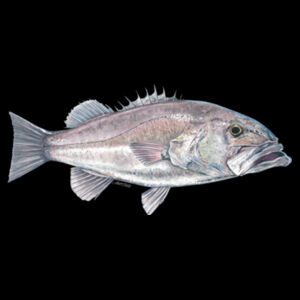 Hapuka Mens Staple Tee Design