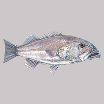 Hapuka Womens Maple Tee Design