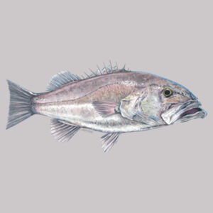 Hapuka Women's Supply Hoodie Design