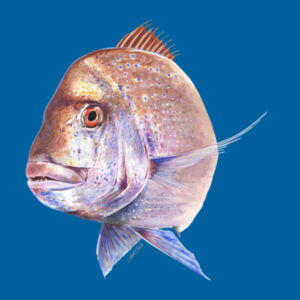 Old Bronzy Kids Classic Tee Design