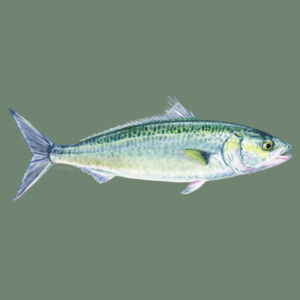 Kahawai Womens Mali Tee Design