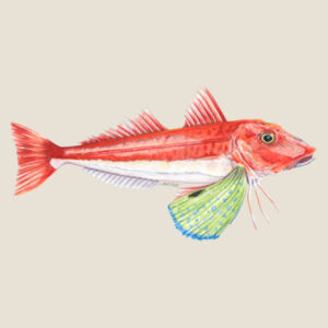 Red Gurnard Womens Mali Tee Design