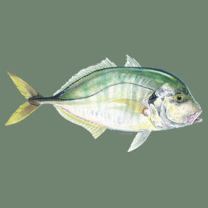 Trevally Womens Mali Tee Design