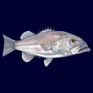 Hapuka Womens Mali Tee Design