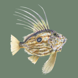 John Dory Womens Mali Tee Design