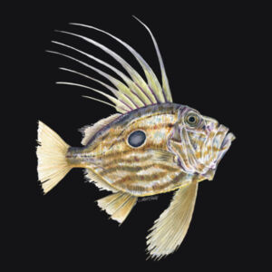 John Dory Mens Supply Hoodie Design