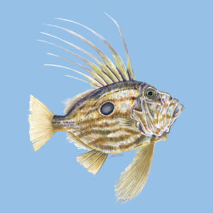 John Dory Womens Maple Tee Design