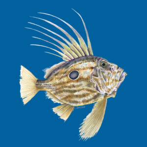 John Dory Kids Classic Tee Design