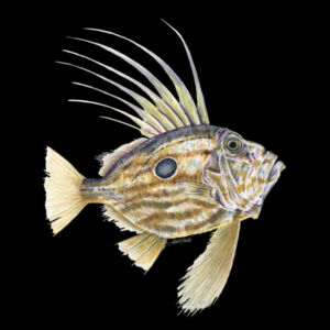 John Dory Womens Supply Hoodie Design