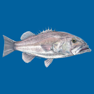 Hapuka Kids Classic Tee Design