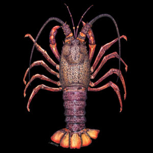 Crayfish Mens Staple Tee Design