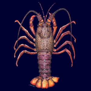 Crayfish Mens Supply Hoodie Design