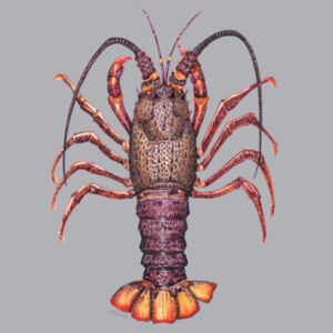 Crayfish Womens Mali Tee Design