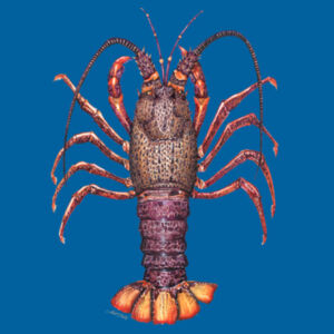 Crayfish Kids Basic Tee Design