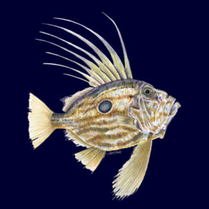 John Dory Kids Supply Hoodie Design