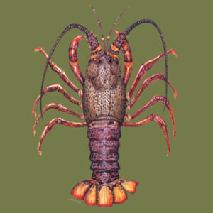 Crayfish Kids Supply Hoodie Design